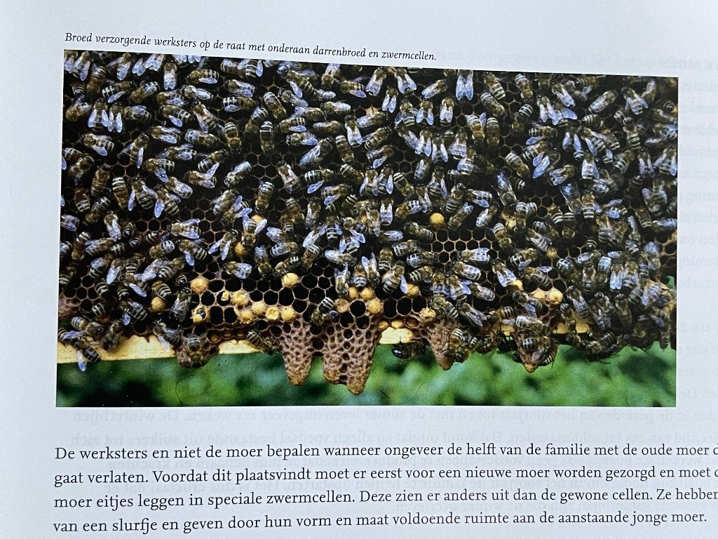 Bij-voorbeeld: De honingbij als beeld en voorbeeld, Bijen