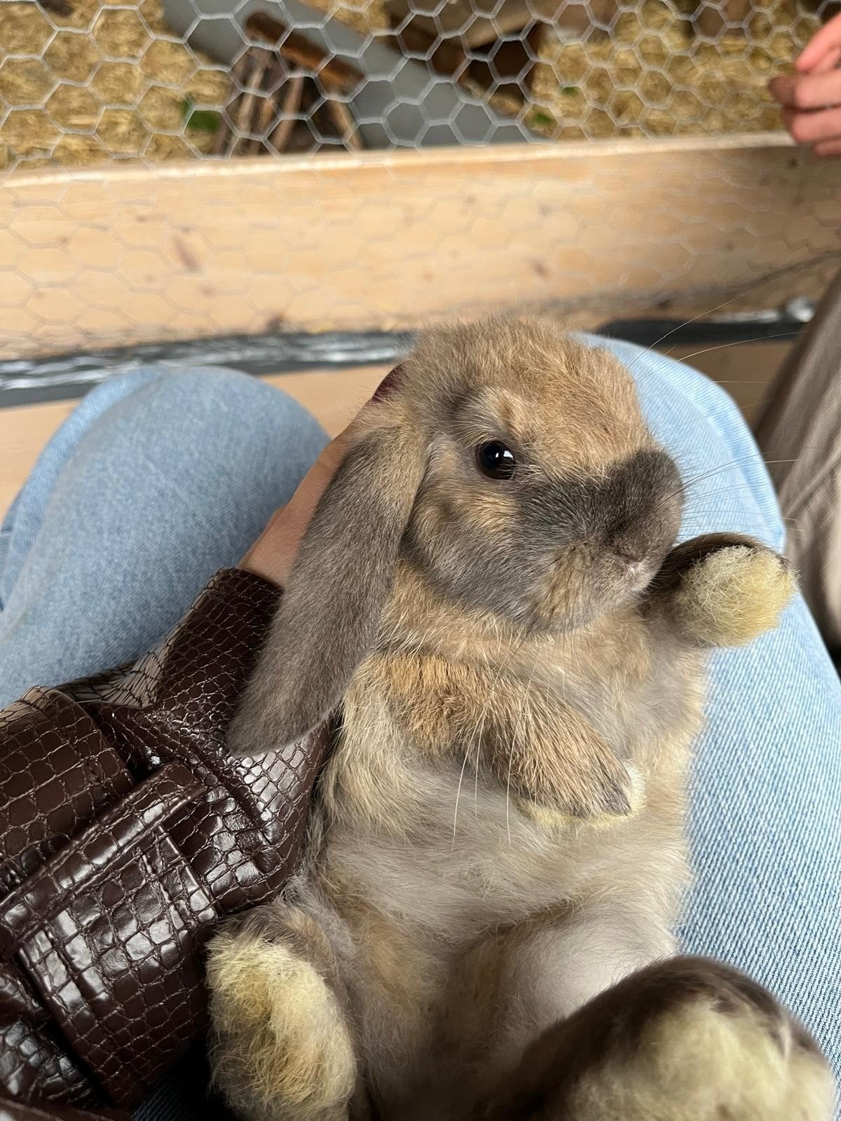 Lieve jonge konijntjes, Dieren en Toebehoren, Mannelijk, Middelgroot, Hangoor, 0 tot 2 jaar