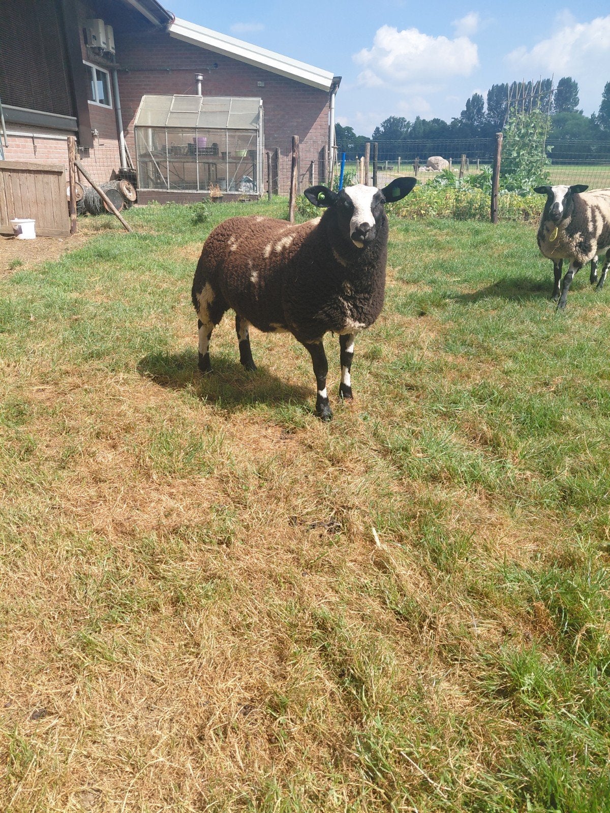 Bonte dekram, Dieren en Toebehoren, Mannelijk, Schaap, 0 tot 2 jaar