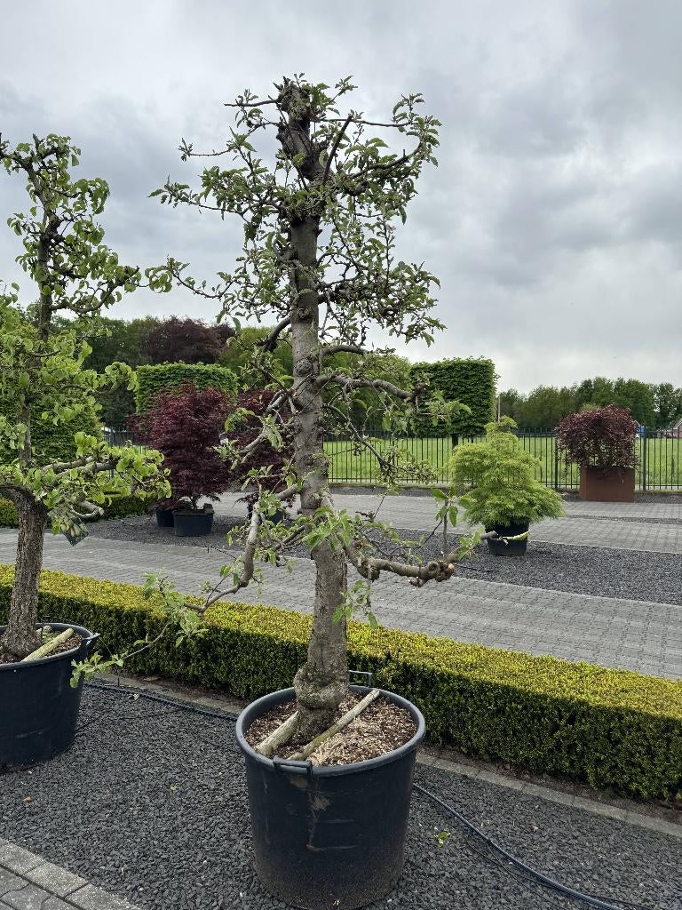 perenboom, Tuin en Terras, Planten | Fruitbomen, Perenboom, 250 tot 400 cm, Halfschaduw, Lente, In pot, Ophalen