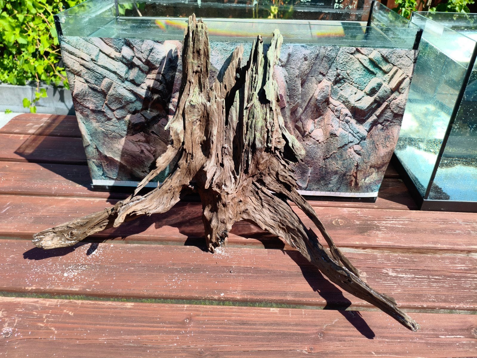 groot aquarium hout, Dieren en Toebehoren, Ophalen, Nieuw, Plant(en), Steen of Hout, Overige merken