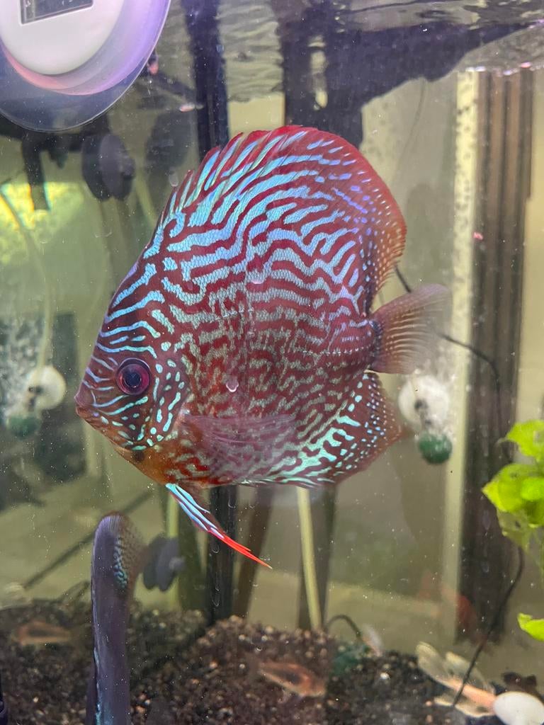 Twee discus vissen, Dieren en Toebehoren, Vis