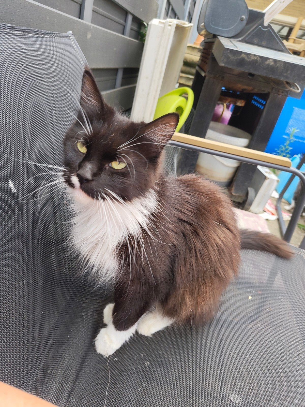 Prachtige Maine Coon poes zoekt een liefdevol thuis, Poes, Gechipt, 3 tot 5 jaar