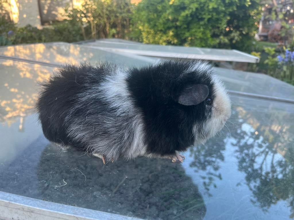 Us Teddy beer Zwart magpie, Cavia, Mannelijk, Januari, Tam