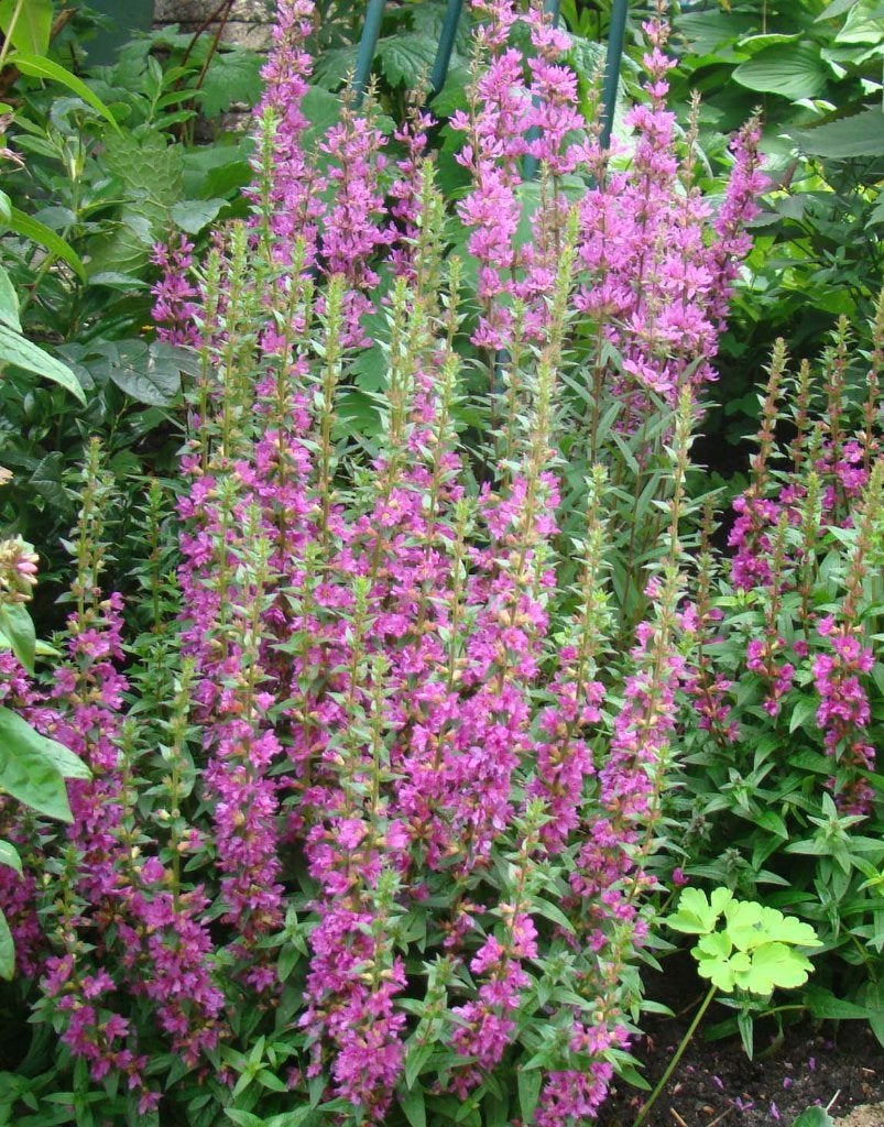 Vaste plant : Lythrum (Kattestaart) 3 euro, Volle zon, Vaste plant, Zomer, Ophalen