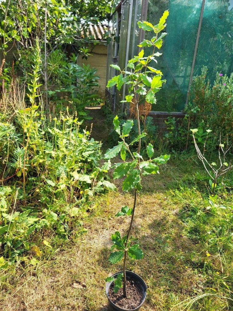 Steeneik te koop, Halfschaduw, Overige soorten, Lente, 100 tot 250 cm