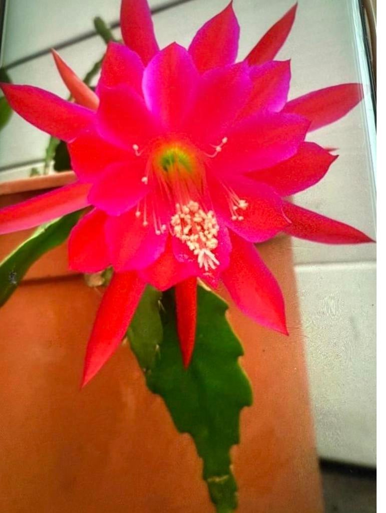 Epiphyllum Emperor Hanzei, cactus, kamerplant, Ophalen of Verzenden