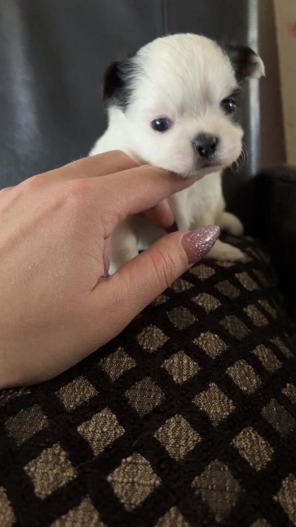 Chihuahua x pups, Reu, Meerdere, Chihuahua, Nederland