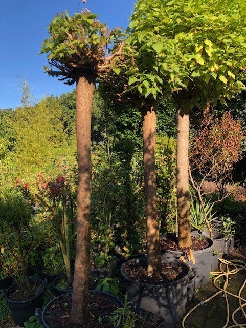 Bolcatalpa buip dus kan zo mee . hoogte ongeveer 2,5 meter, Tuin en Terras, Overige soorten, 250 tot 400 cm, Zomer, Ophalen