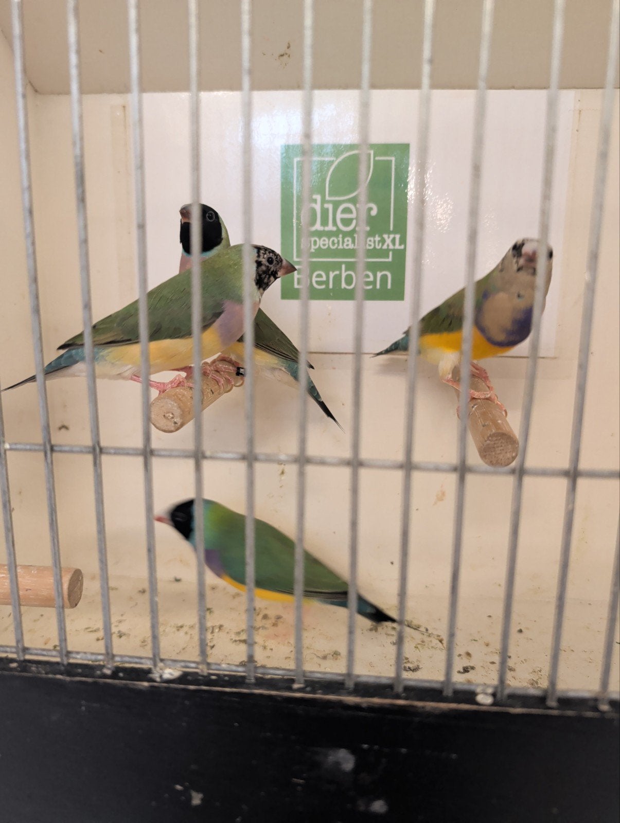 Natuurbroed gouldamadinessen uit de buitenvoliere, Dieren en Toebehoren, Vogels | Overige Vogels, Meerdere dieren