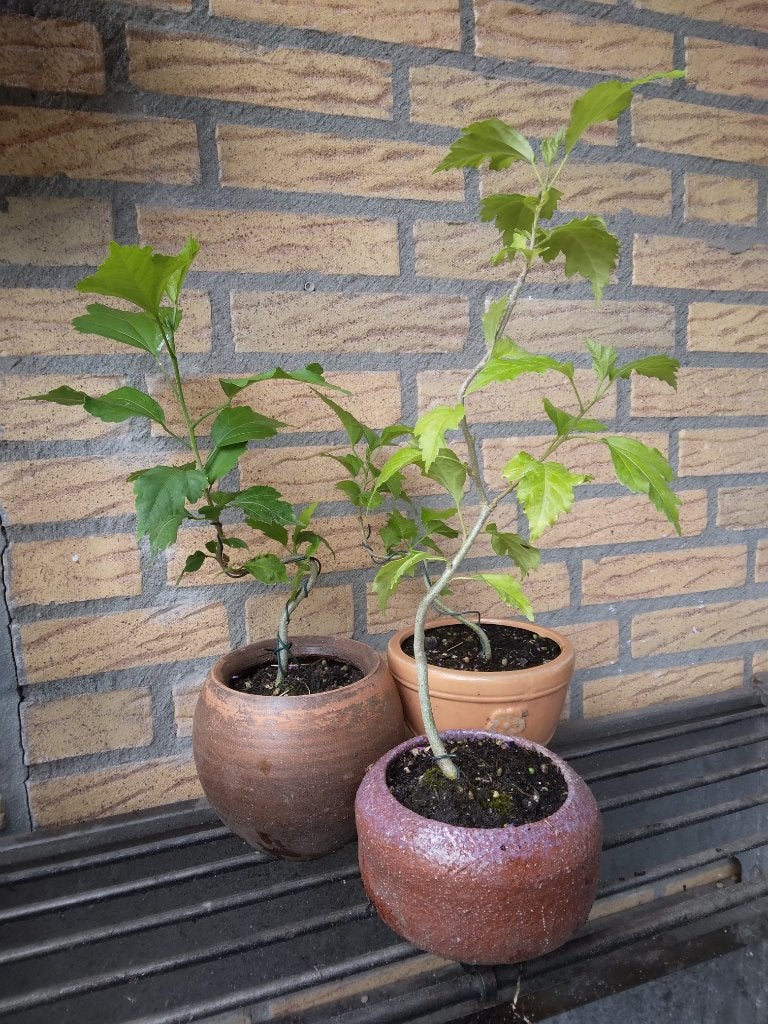 Bonsai, Overige soorten, Lente, Minder dan 100 cm, Ophalen