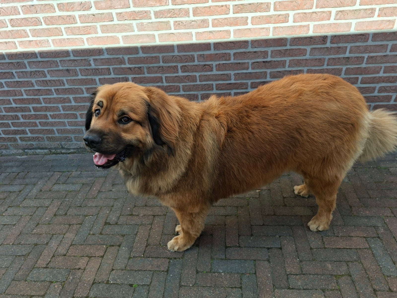 Leonberger X dekreu, Reu, Eén hond, 3 tot 5 jaar, Nederland