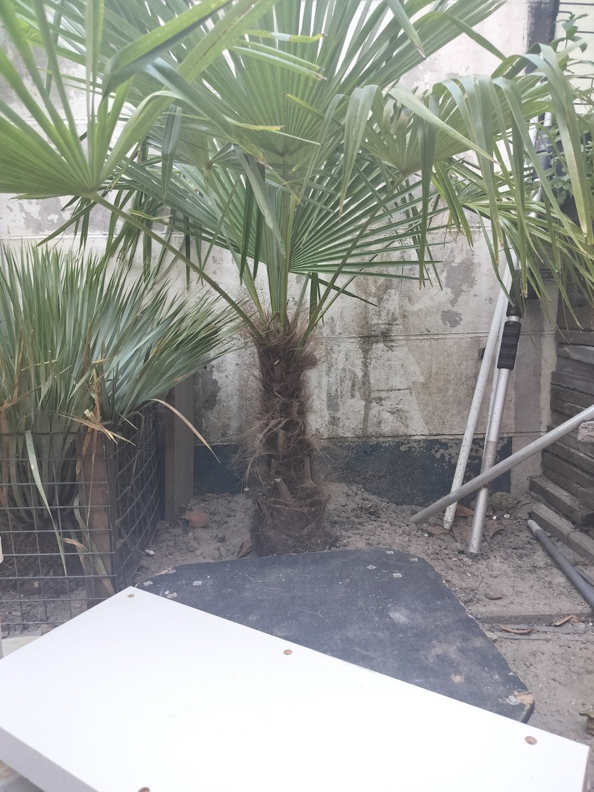palmboom, Tuin en Terras, 100 tot 250 cm, Zomer, Palmboom, Ophalen