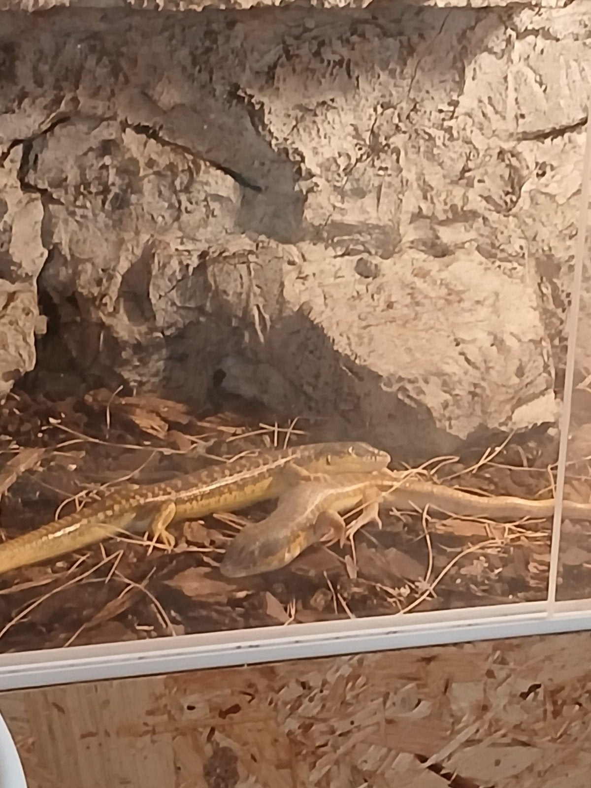 2 schnijder/ berberskinks te koop, Dieren en Toebehoren, Reptielen en Amfibieën, Hagedis