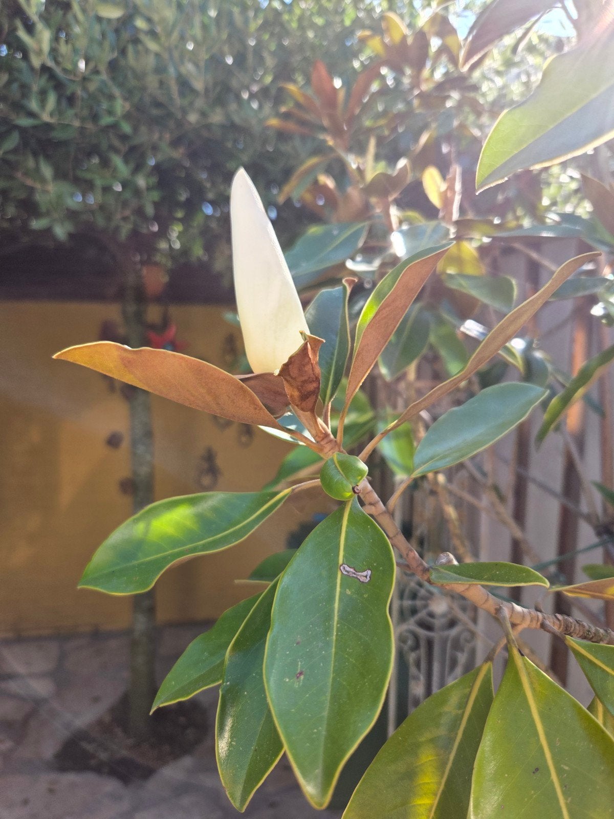 Italiaanse magnolia boom in terracottapot - Groenblijvend, Overige soorten, 250 tot 400 cm, Zomer, Ophalen