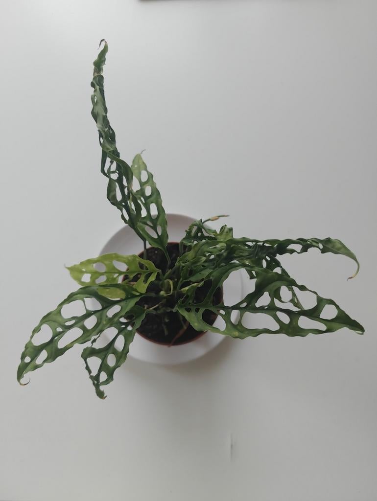Monstera Obliqua Peru - Zeldzame en unieke kamerplant, Groene kamerplant, Ophalen, Halfschaduw, Minder dan 100 cm