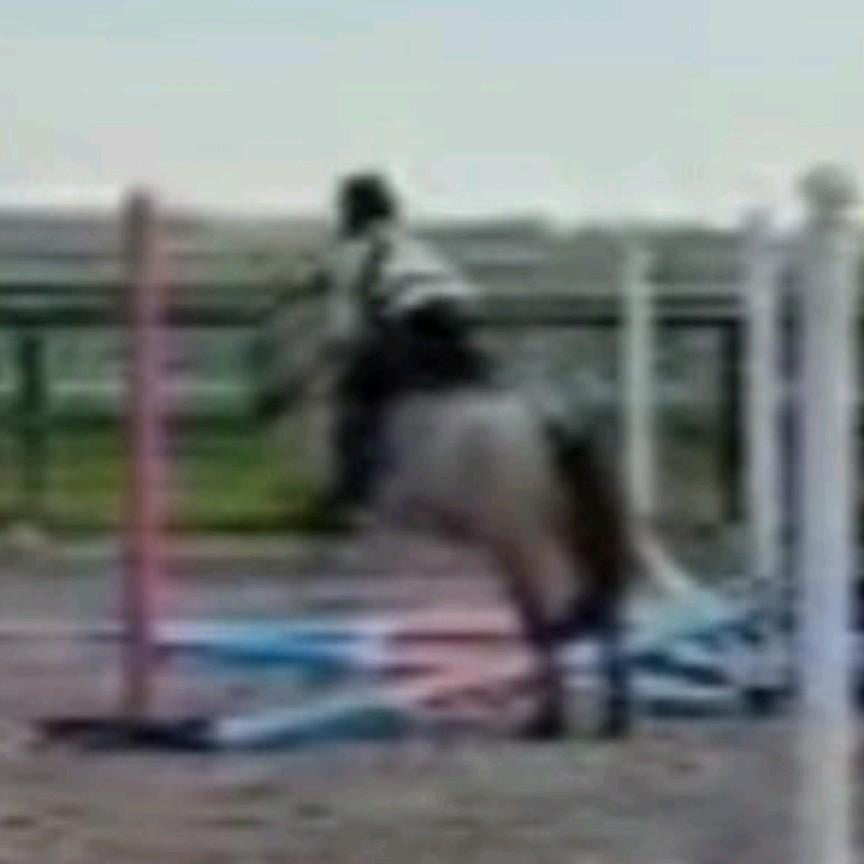 GEZOCHT: VerzorgPONY gezocht voor springruiter!️, Dieren en Toebehoren, Ophalen of Verzenden, Nieuw