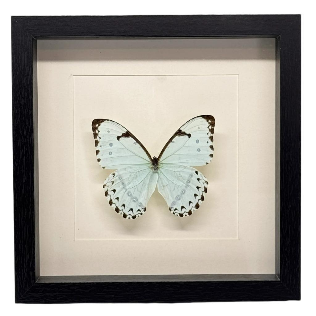 Morpho catenarius vlinder passe partout 25x25 cm, Ophalen of Verzenden, Nieuw, Insect, Opgezet dier