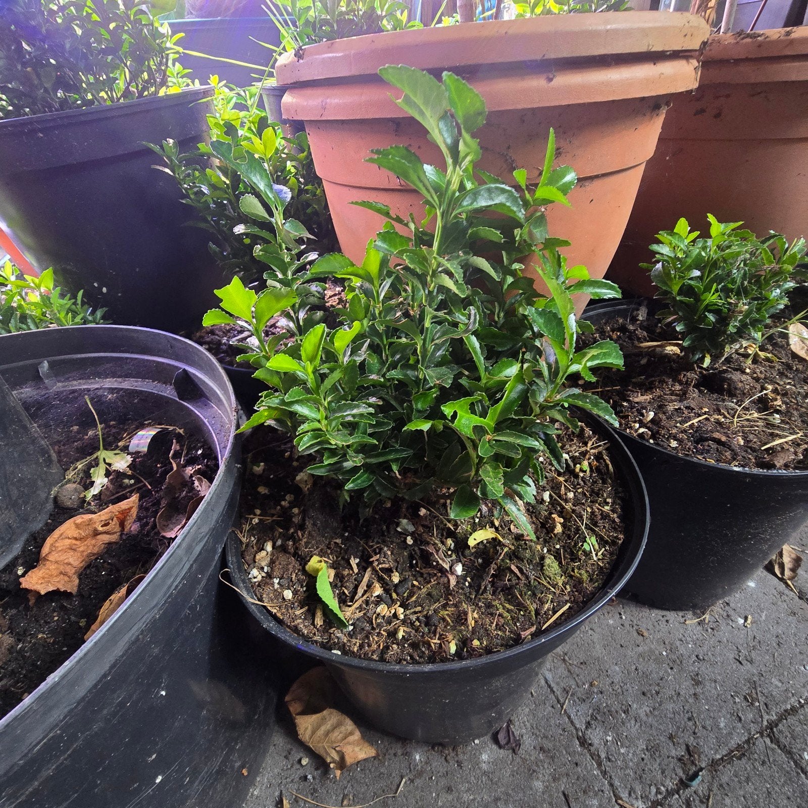 Greenspire in grote pot - Flowerhut Drachten, Tuin en Terras, Ophalen of Verzenden