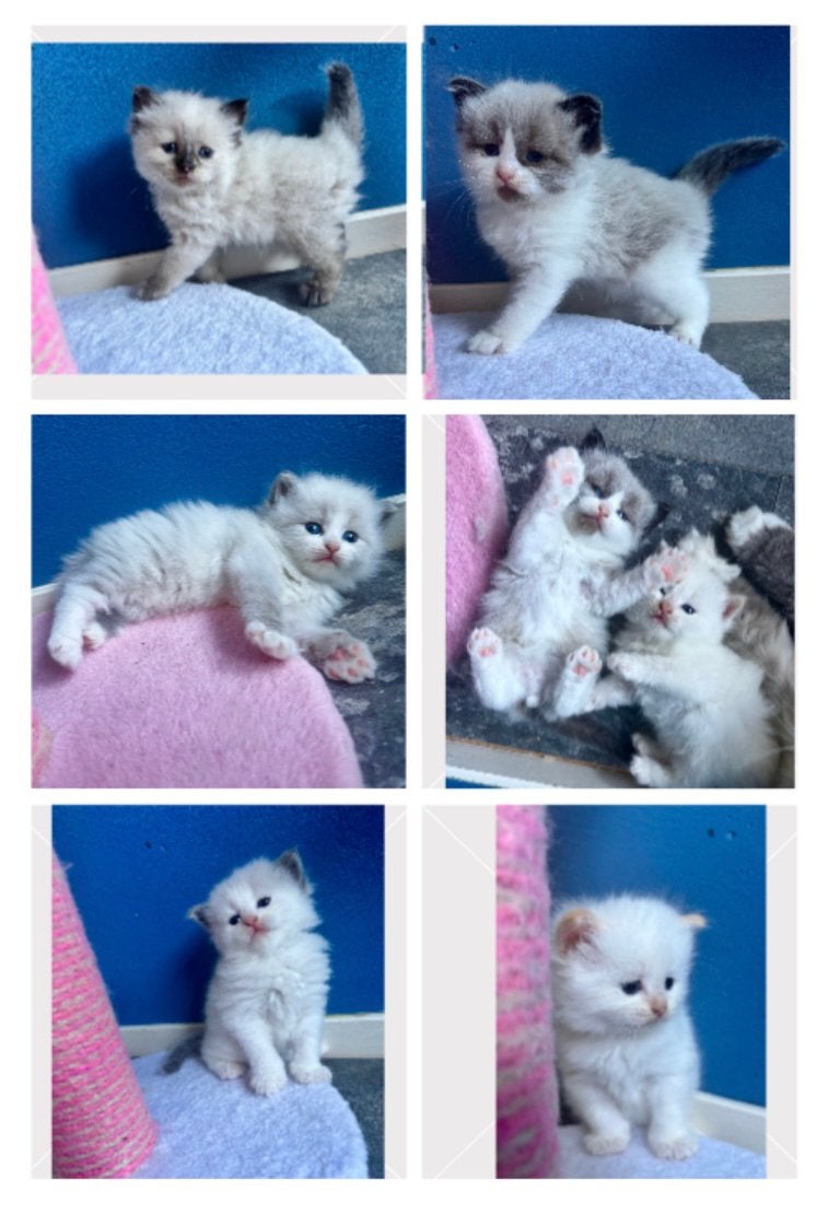 Prachtige Siberische neva masquerade kittens met stamboom, Meerdere dieren, Met stamboom, 0 tot 2 jaar
