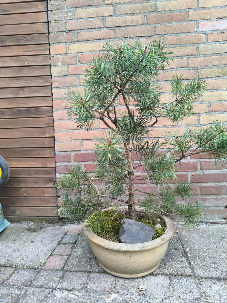Bonzai den in bonzai pot, Ophalen of Verzenden, Overige soorten, Volle zon