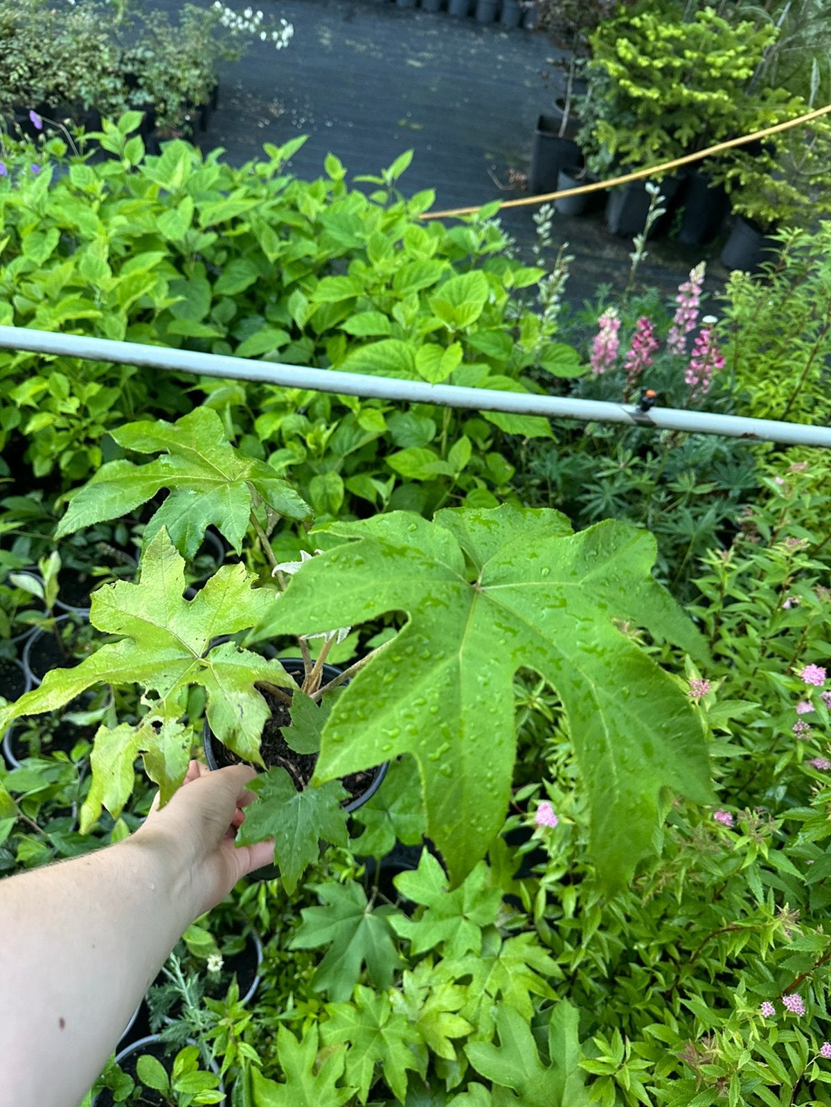 Tetrapanax papyrifer, Ophalen, Overige soorten, Halfschaduw