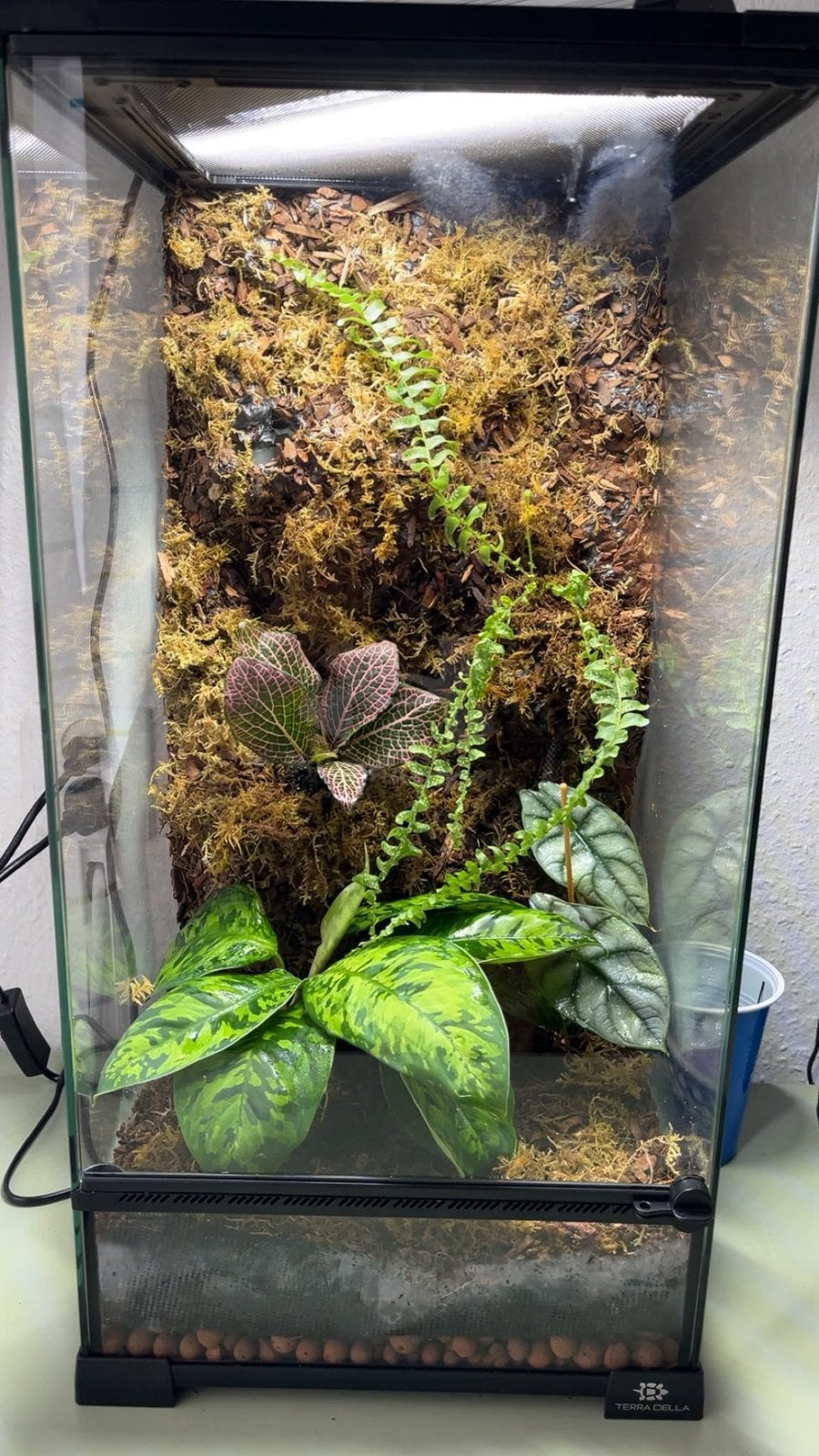 Vivarium, Ophalen, Nieuw, Terrarium of Paludarium