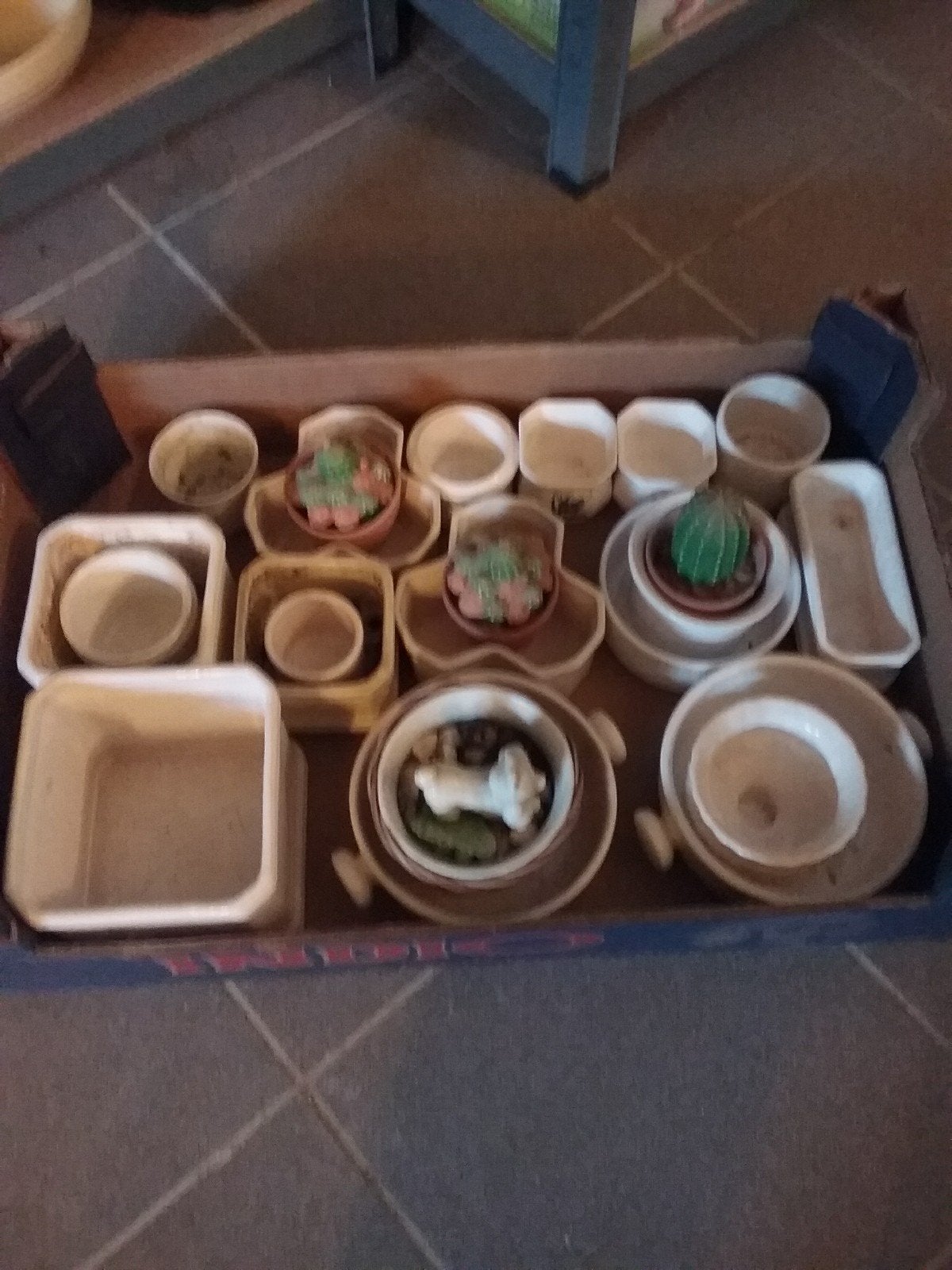 GROTE DOOS  VOL CACTUS BAKJES, Ophalen, Rond, Kunststof, Minder dan 30 cm