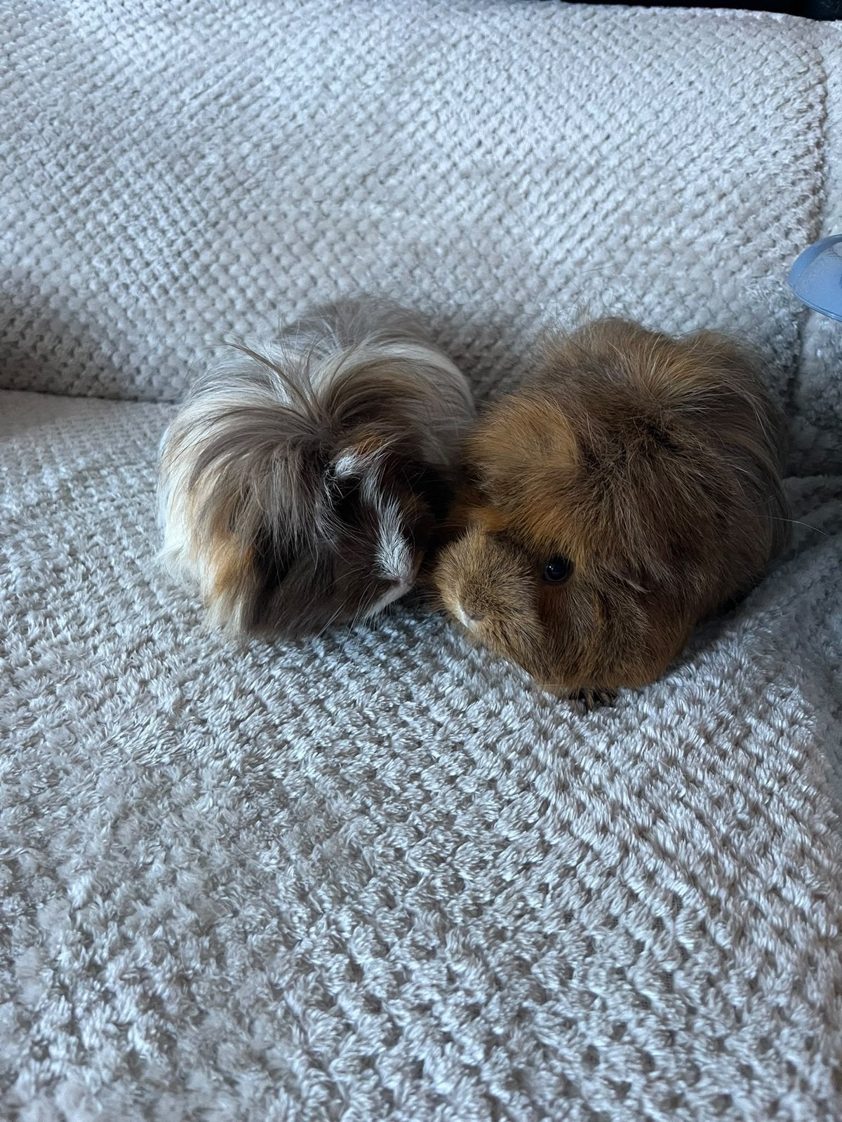 2 hele lieve cavia’s, zeugjes, Dieren en Toebehoren, Vrouwelijk, Tam, Maart, Cavia