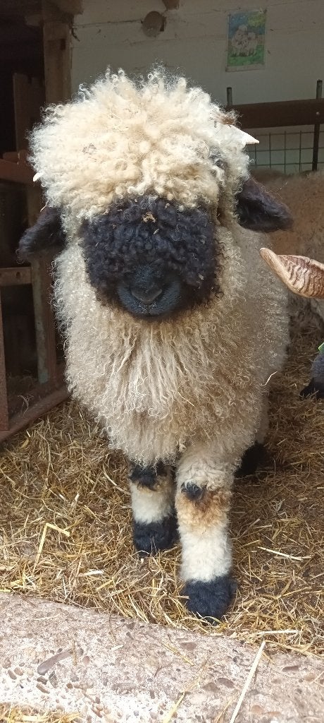 Walliser Schwarznase, Mannelijk, Schaap, 0 tot 2 jaar