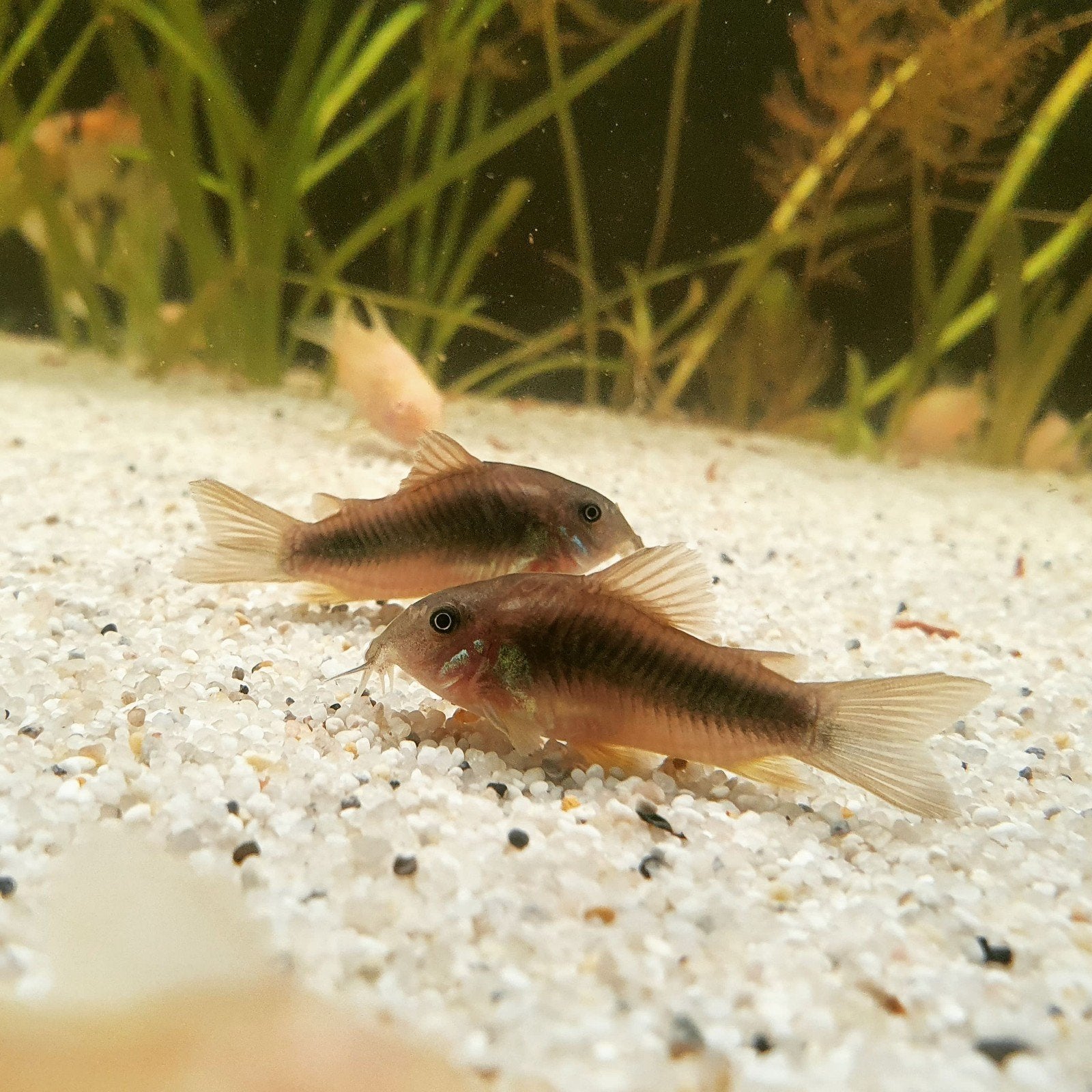 10 x corydoras shultzi aeneus volwassen kweekgroep, Dieren en Toebehoren, Vis, Zoetwatervis, Schoolvis