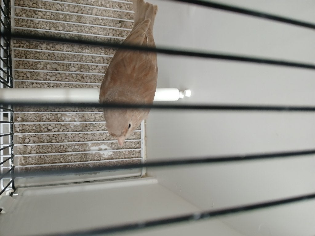 bruin pastel poppen en bruin split pastel mannen, Dieren en Toebehoren, Vogels | Kanaries, Meerdere dieren, Kleurkanarie