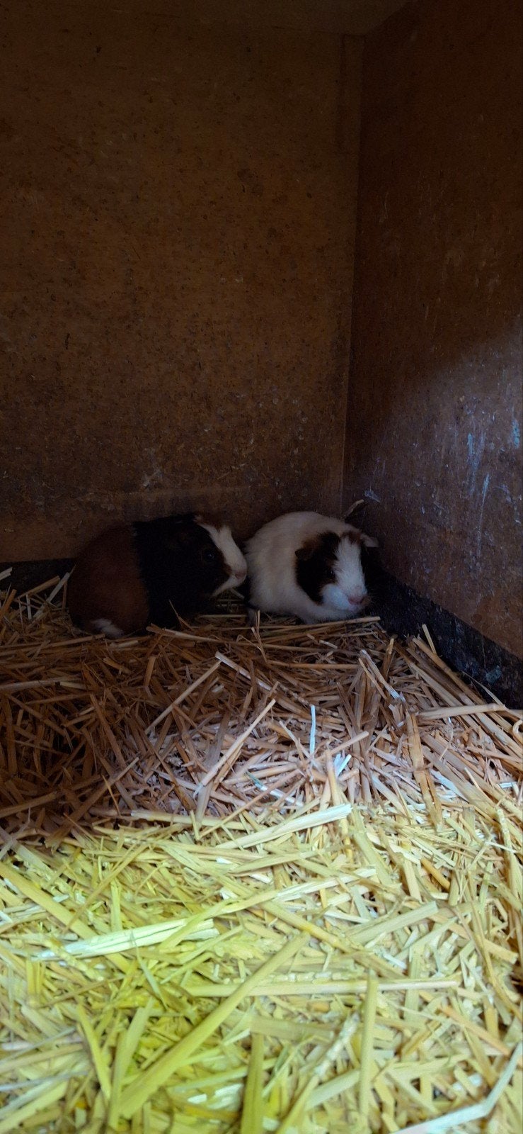 2 leuke lieve cavia mannetjes., Dieren en Toebehoren, Knaagdieren, Maart, Mannelijk, Cavia