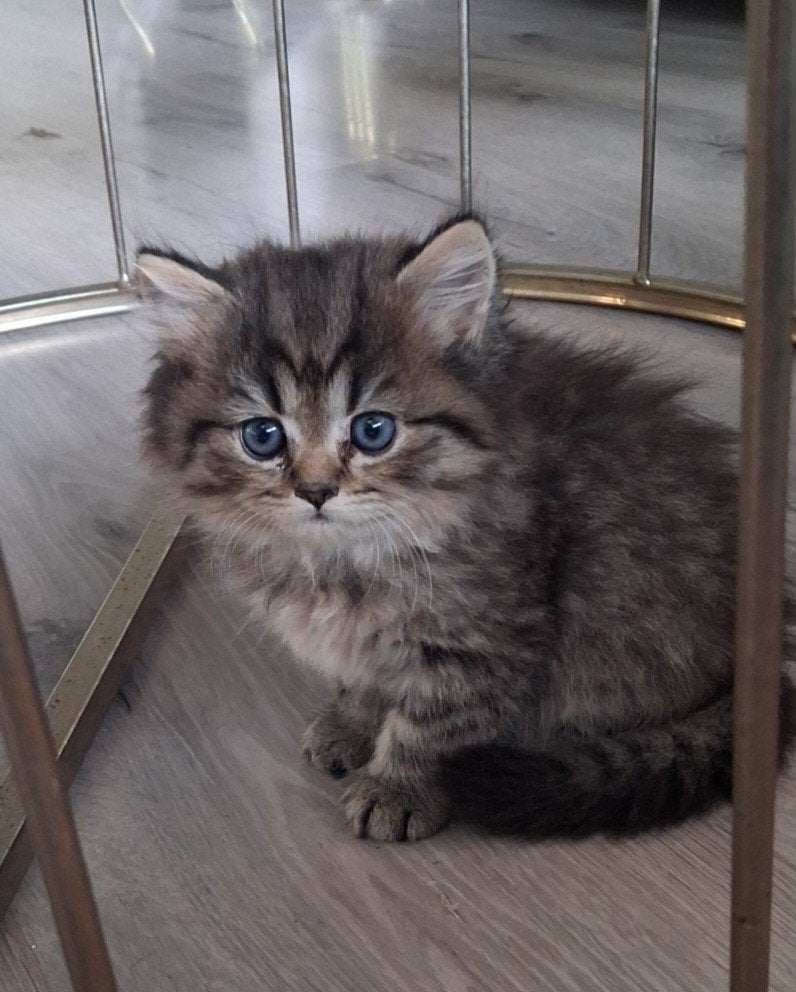 drie prachtige Britse Korthaar poejes te koop, Dieren en Toebehoren, Kater, Ontwormd, 0 tot 2 jaar