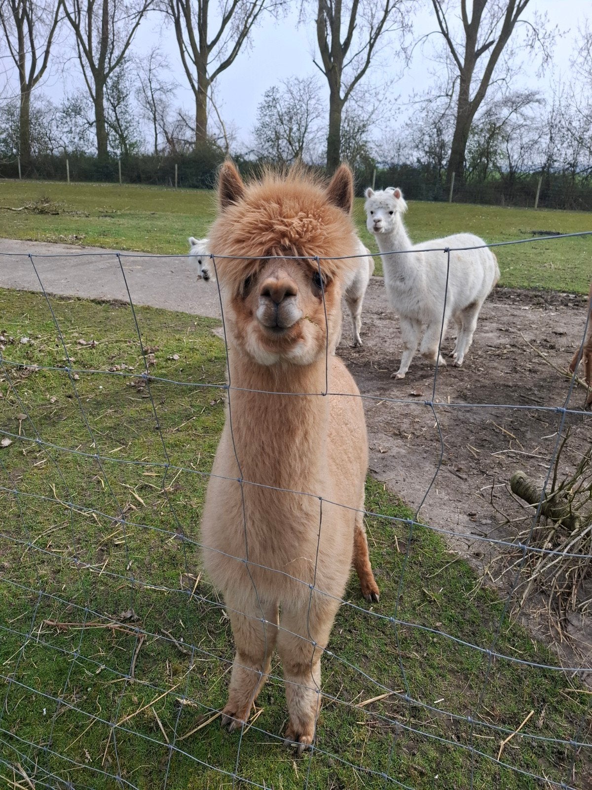 Alpacas te  koop, Dieren en Toebehoren, Overige Dieren, Juli, Meerdere dieren