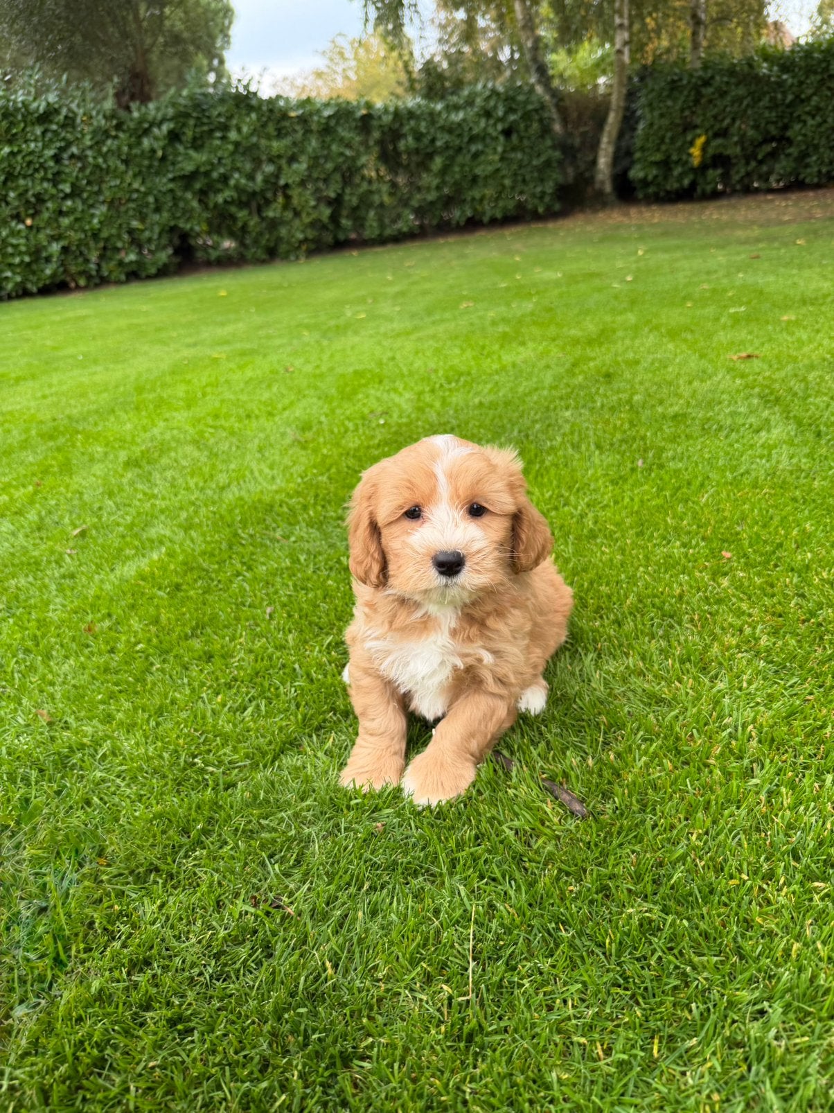 Maltipoo (Maltezer x Poedel) pups, Dieren en Toebehoren, Poedel, Nederland, CDV (hondenziekte), 8 tot 15 weken