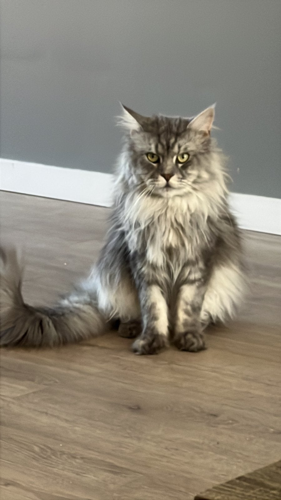 Dekkater Max (maine coon), 3 tot 5 jaar
