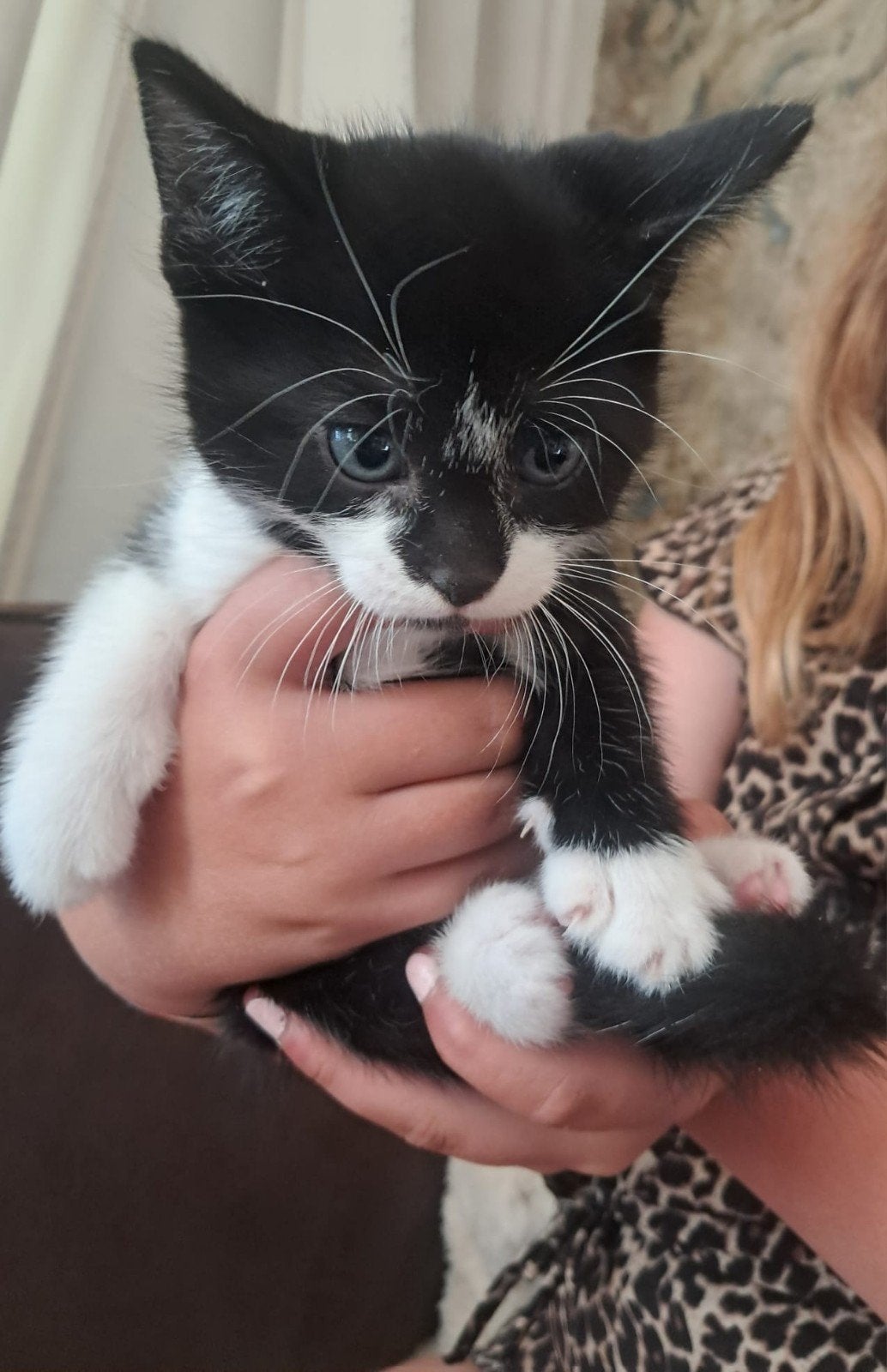 6 mooie lieve kittens te koop, Dieren en Toebehoren, Katten en Kittens | Overige Katten, Meerdere dieren, Kortharig, 0 tot 2 jaar