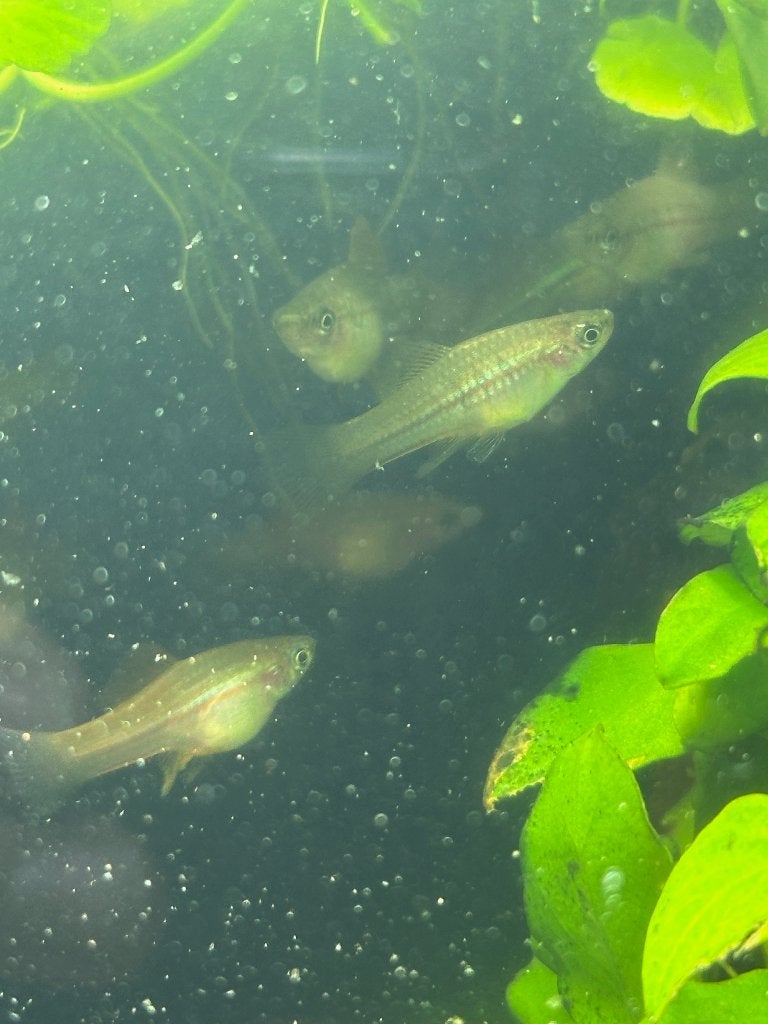 Groene zwaarddrager, Dieren en Toebehoren, Vis, Zoetwatervis