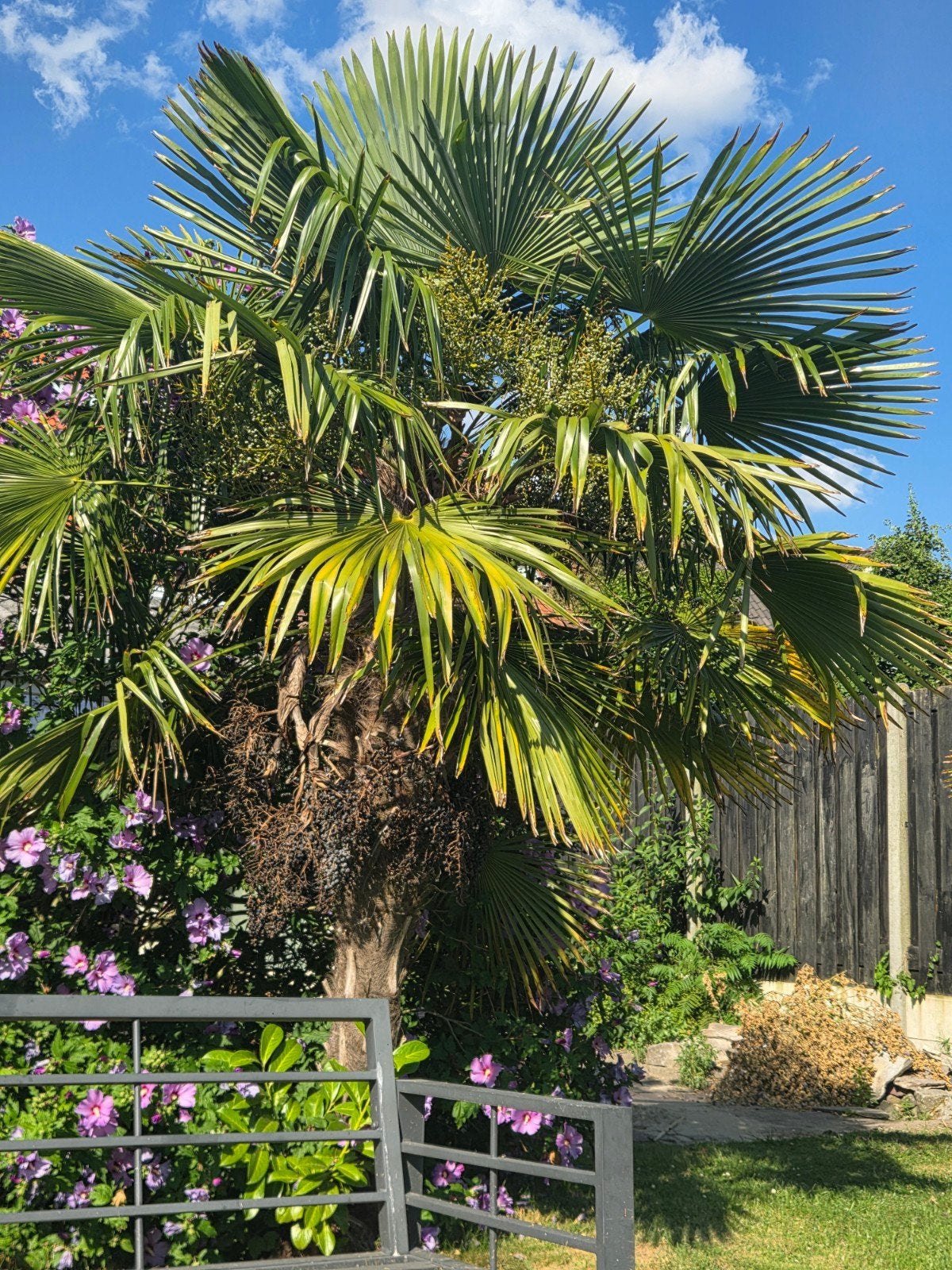 Palmboom, Ophalen, Gehele jaar, Volle zon