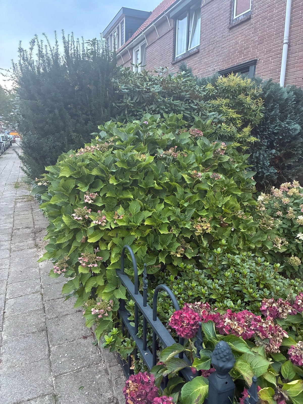 Vier grote hortensia's, Ophalen, Zomer, Vaste plant, Halfschaduw
