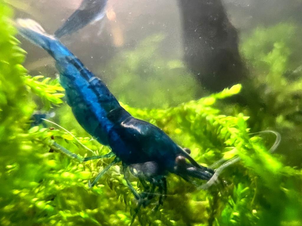 Zeer mooie blue dream aquarium garnalen blauwe garnalen, Ophalen, Zo goed als nieuw