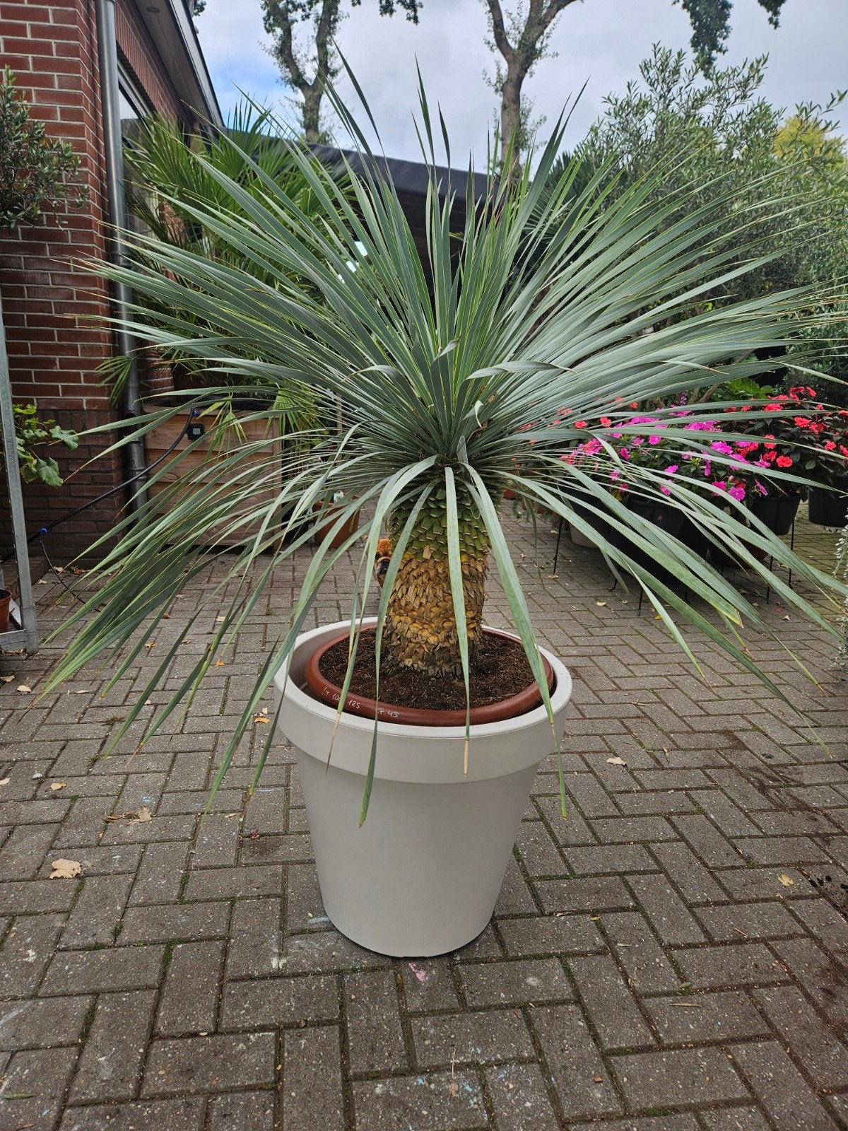 Yucca Rostrata - stamdikte 57cm, sthoogte 40cm hoog, Ophalen of Verzenden, Overige soorten, Volle zon
