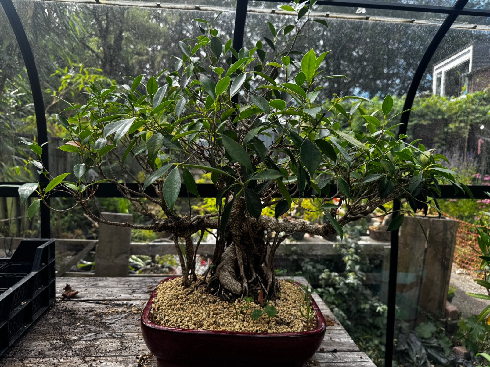 Ficus Bonsai, Ophalen, Minder dan 100 cm