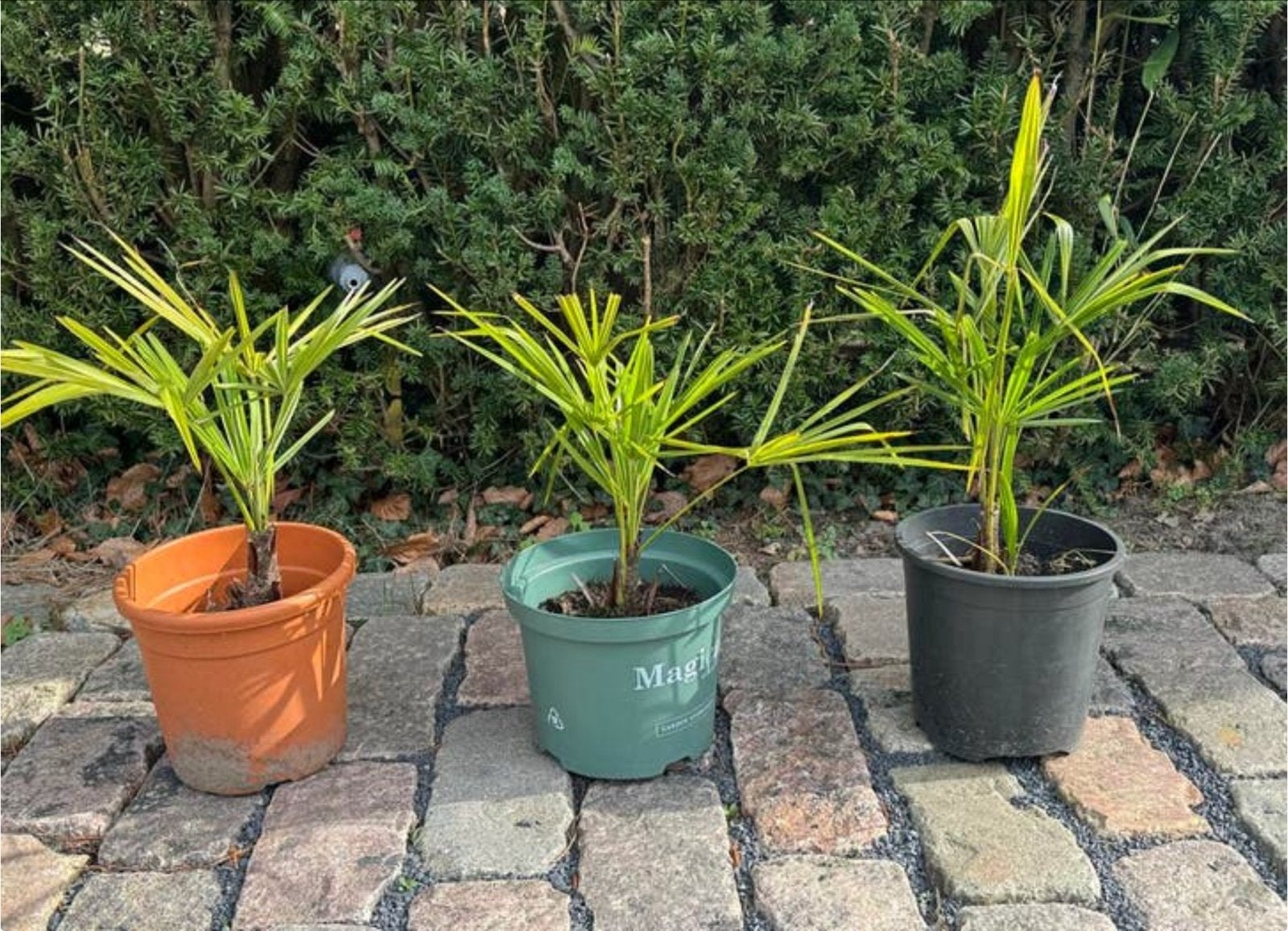 Jonge palmplanten in pot trachycarpus fortunei, Tuin en Terras, Volle zon, Vaste plant, Bloeit niet, Ophalen
