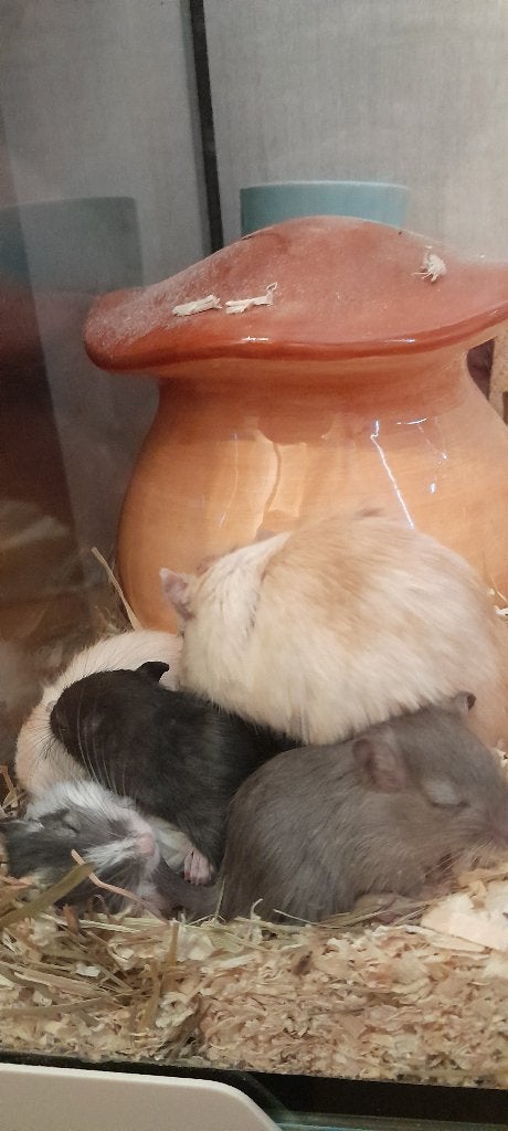 Gerbil pups, Dieren en Toebehoren, Knaagdieren, Juli, Meerdere dieren, Overige typen, Tam