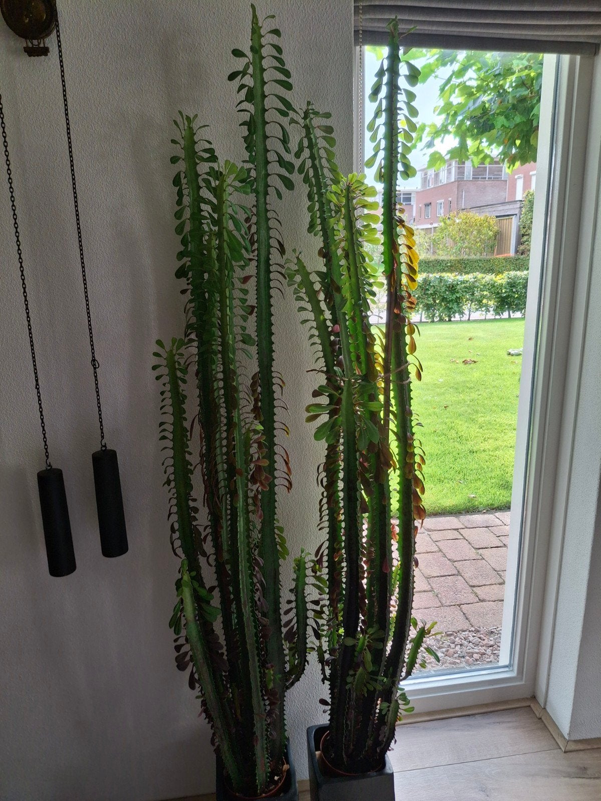 2 grote Euphorbia Trigona (Afrikaanse Melkboom), Ophalen, 100 tot 150 cm, Overige soorten, Volle zon
