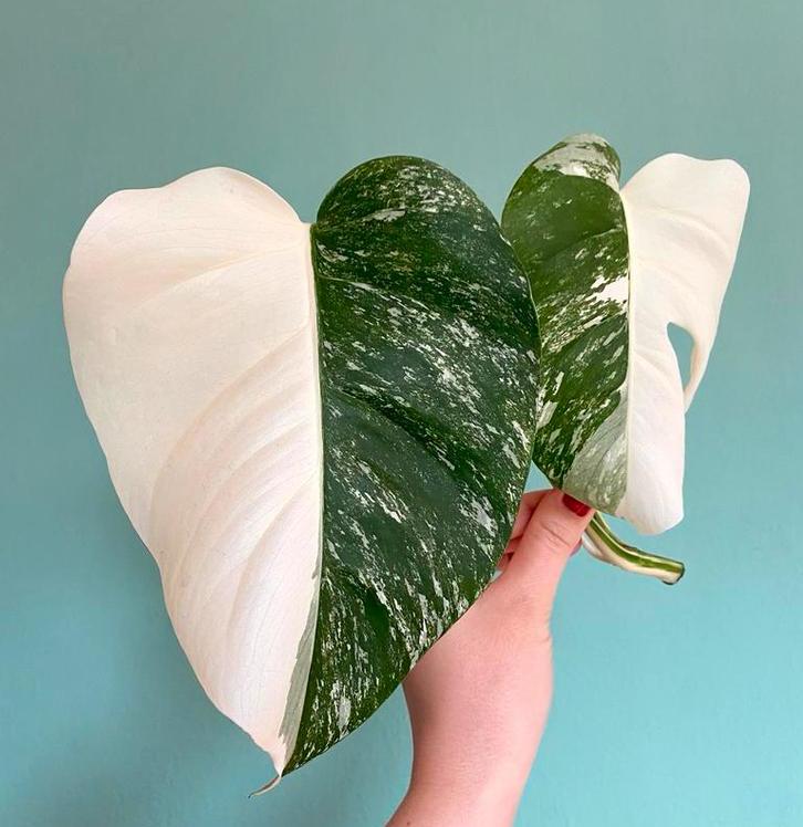 Topkwaliteit Half Moon kopstek Monstera Albo Variegata, Ophalen, Halfschaduw, Minder dan 100 cm