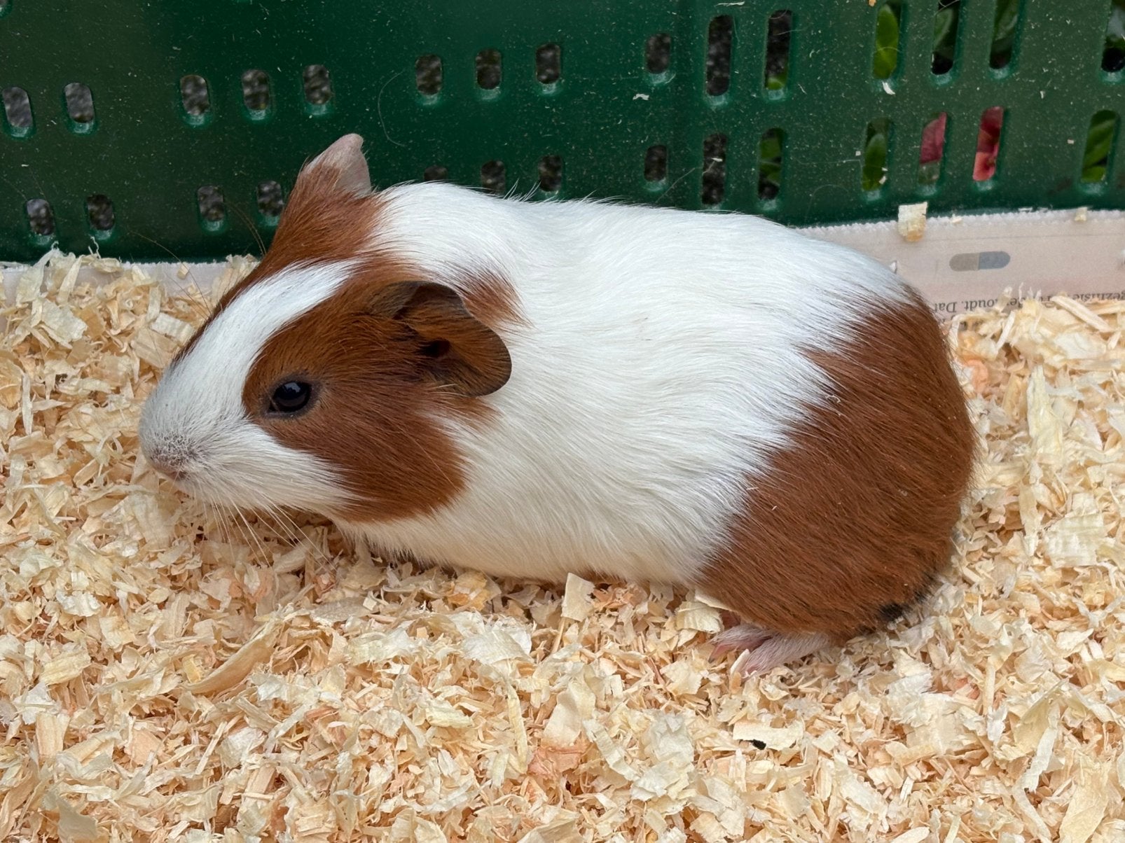 Jonge cavia te koop, Dieren en Toebehoren, Cavia, Mannelijk, Tam, September