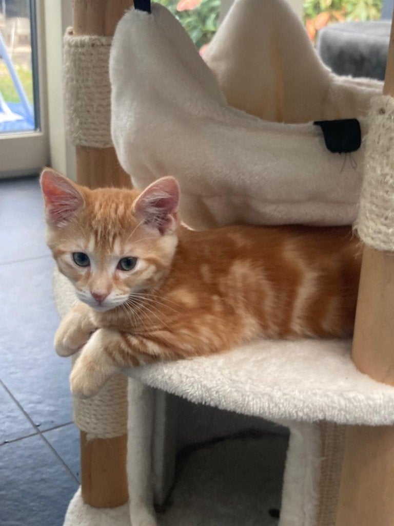 Wij zoeken een liefdevol thuis, Kater, Kortharig, 0 tot 2 jaar